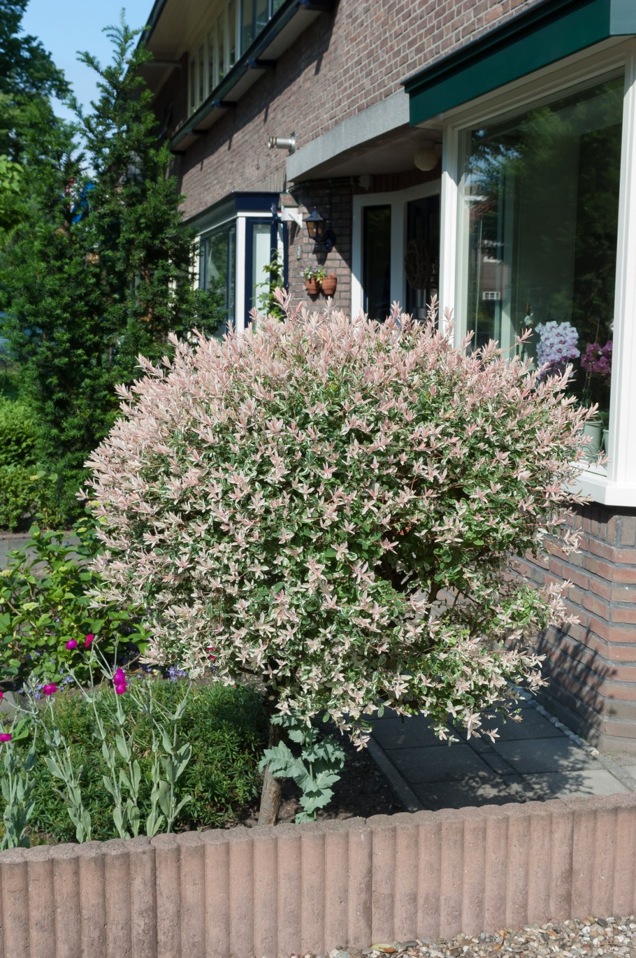 Ива Хакуро нишики