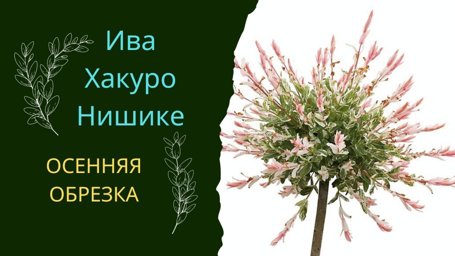 Ива Хакуро нишики