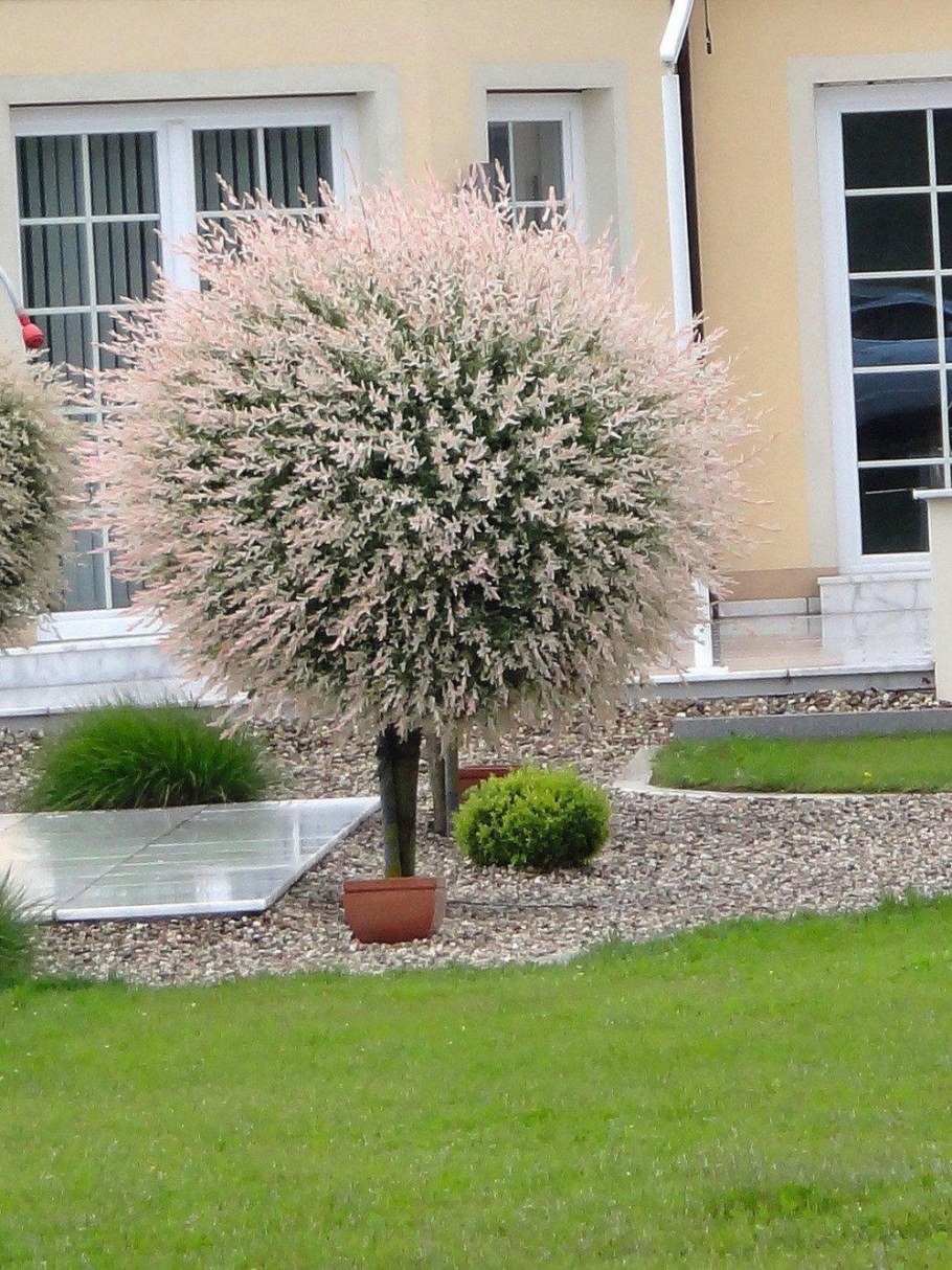 Хакуро нишики