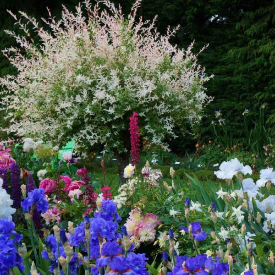 Хакуро нишики