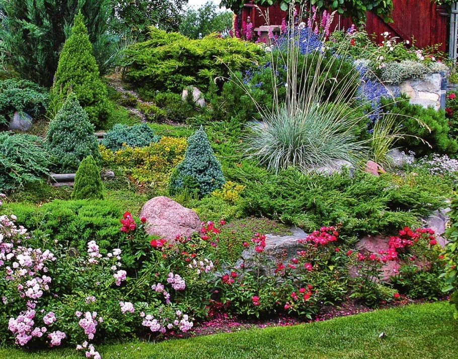 Миксбордер с розами и хвойниками