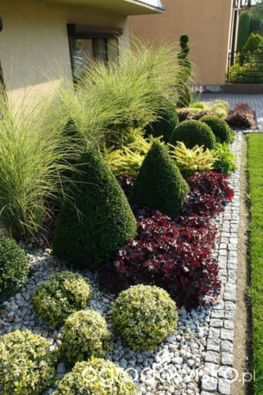 Туя Даника Живая изгородь