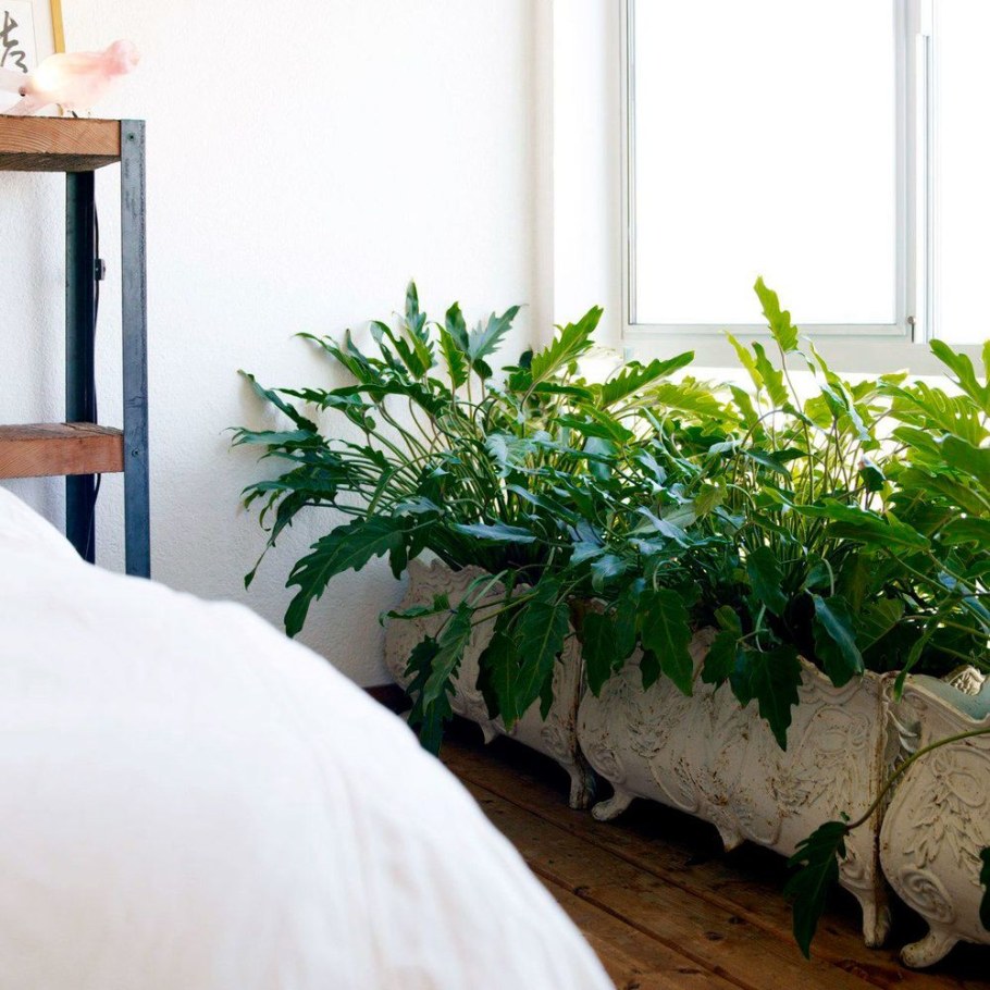 Растения в интерьере спальни