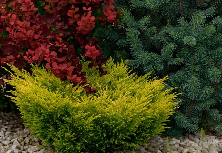 Барбарис Тунберга Ауреа