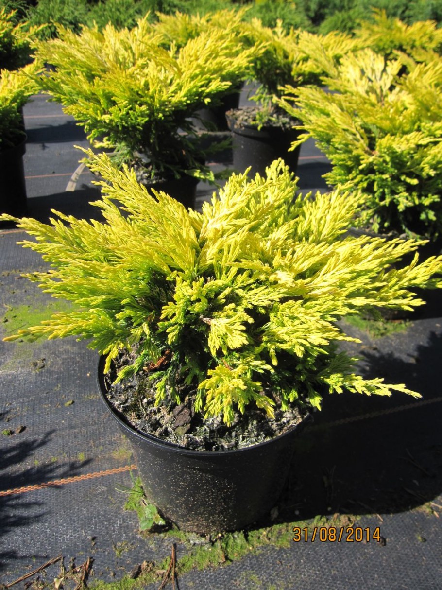 Можжевельник лайнглоу