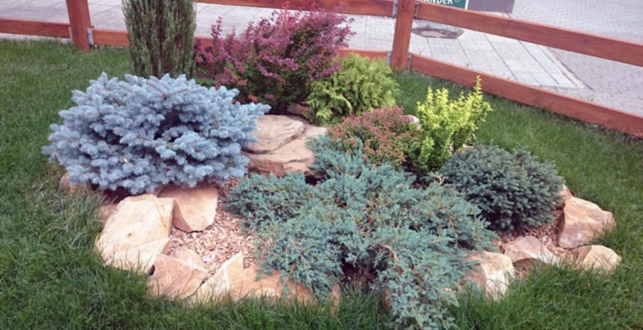 Можжевельник Блю Спайдер