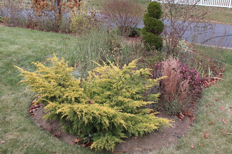 Можжевельник Голд Глоу