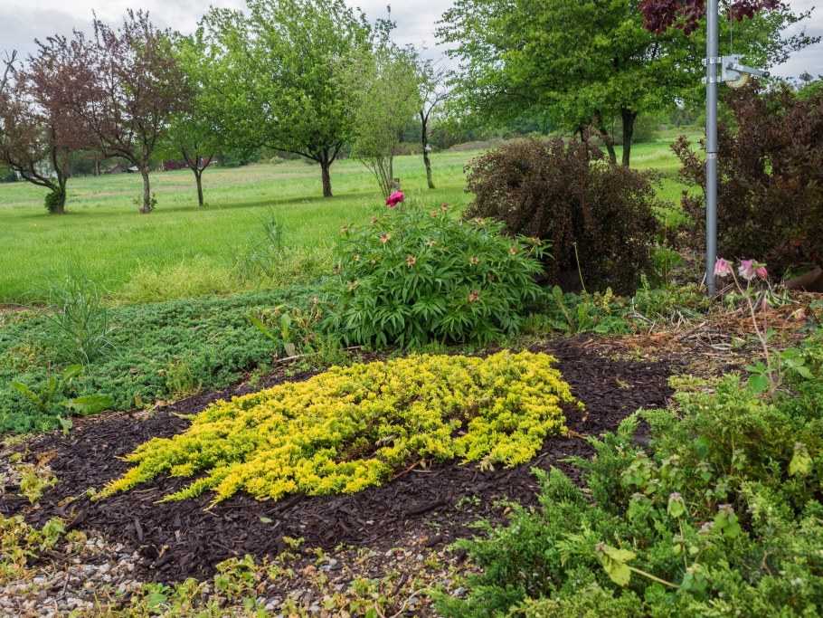 Можжевельник лайм Глоу в ландшафтном дизайне