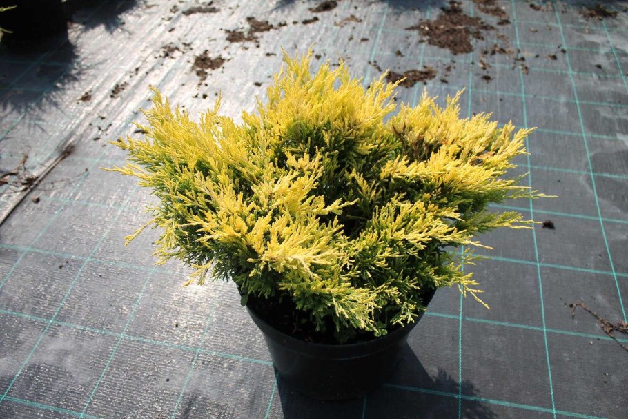 Желтый можжевельник лайм Глоу