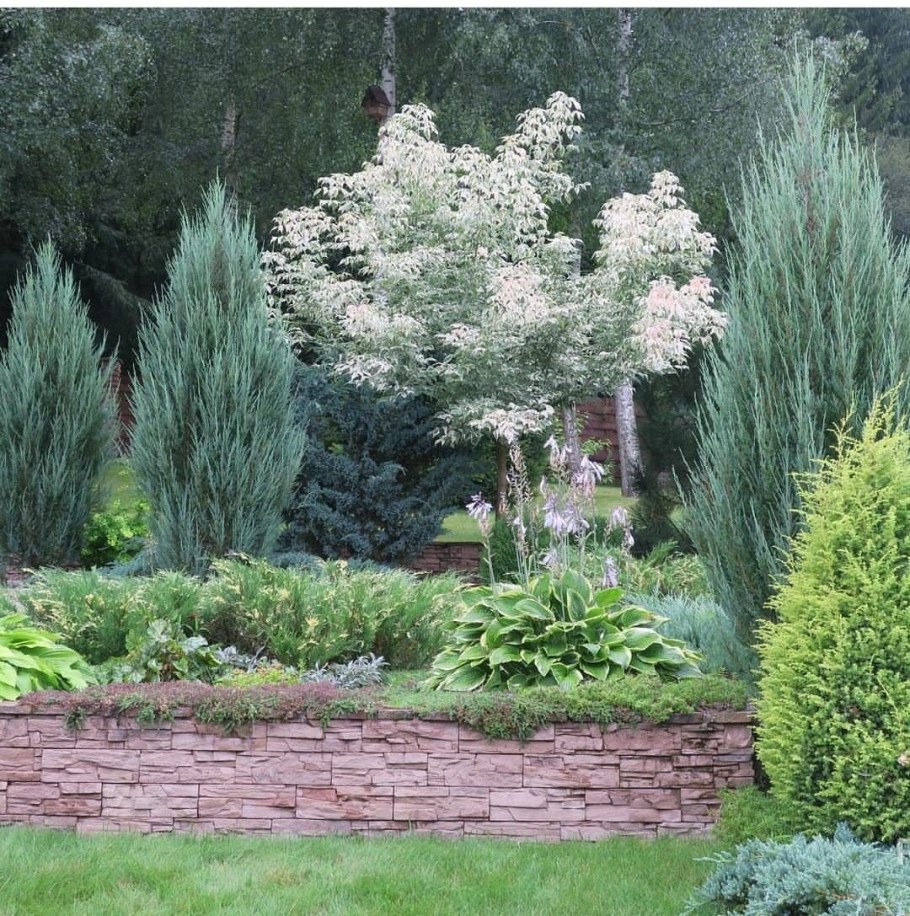 Блю Эрроу в миксбордере