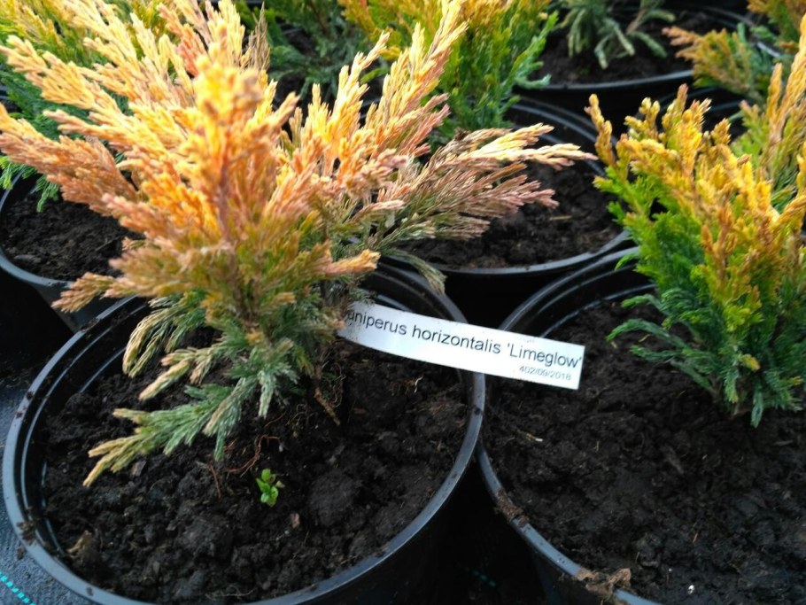 Можжевельник горизонтальный Limeglow