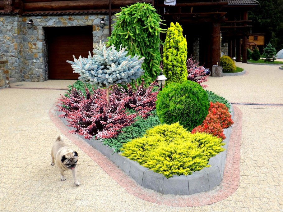 Клумба туя Барбарис спирея