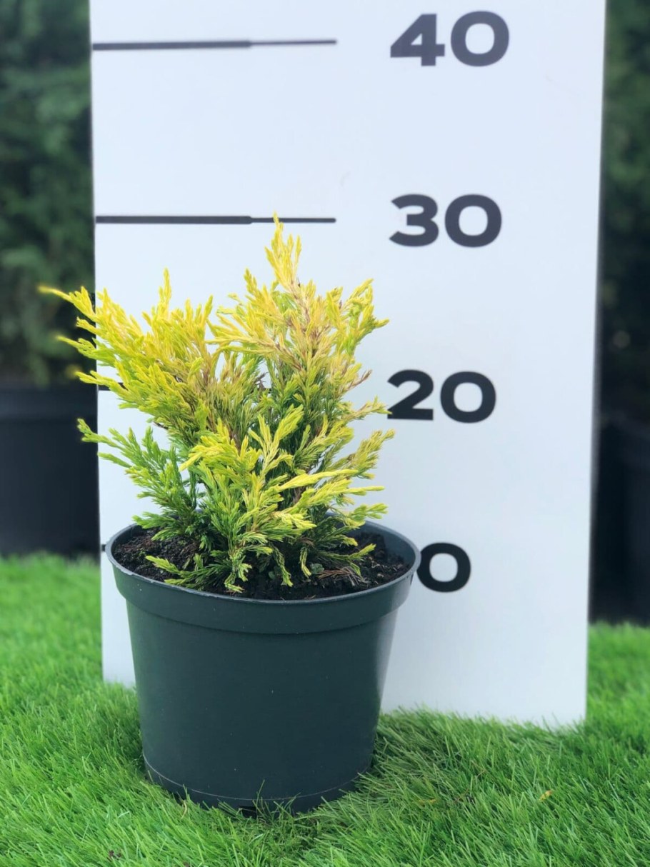 Можжевельник лайм Глоу в ландшафтном дизайне