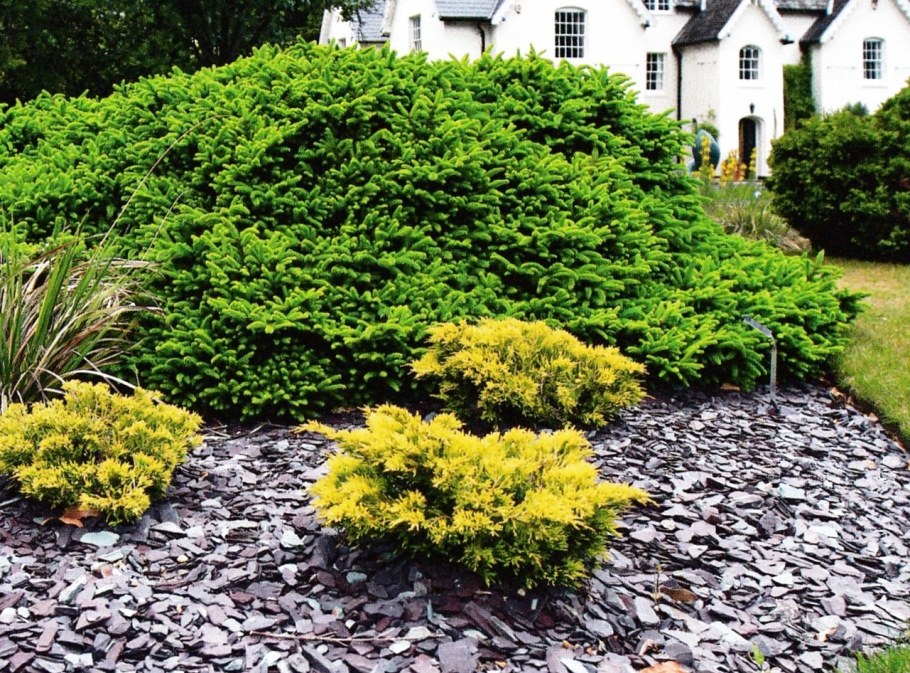 Можжевельник лайнглоу