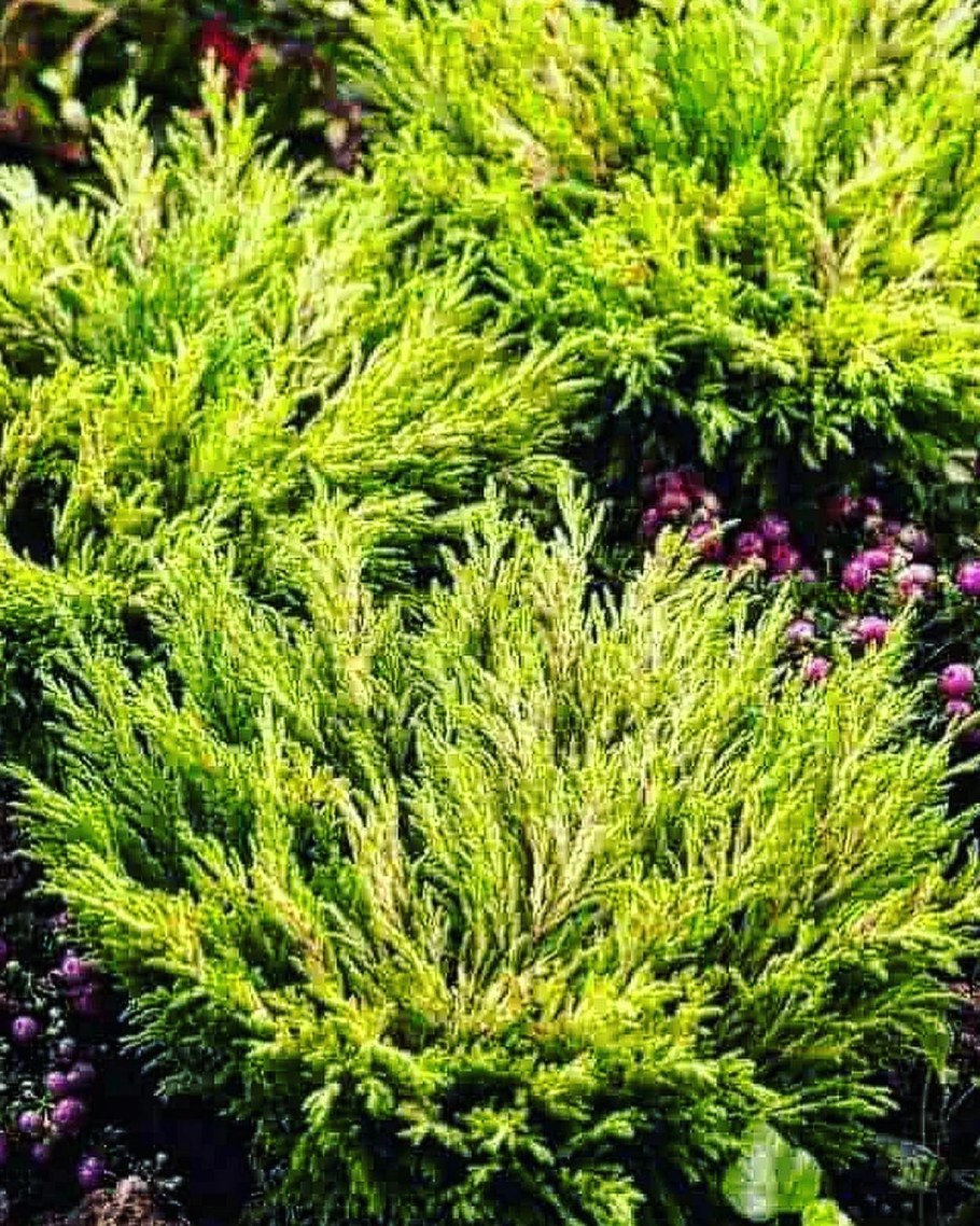 Желтый можжевельник лайм Глоу