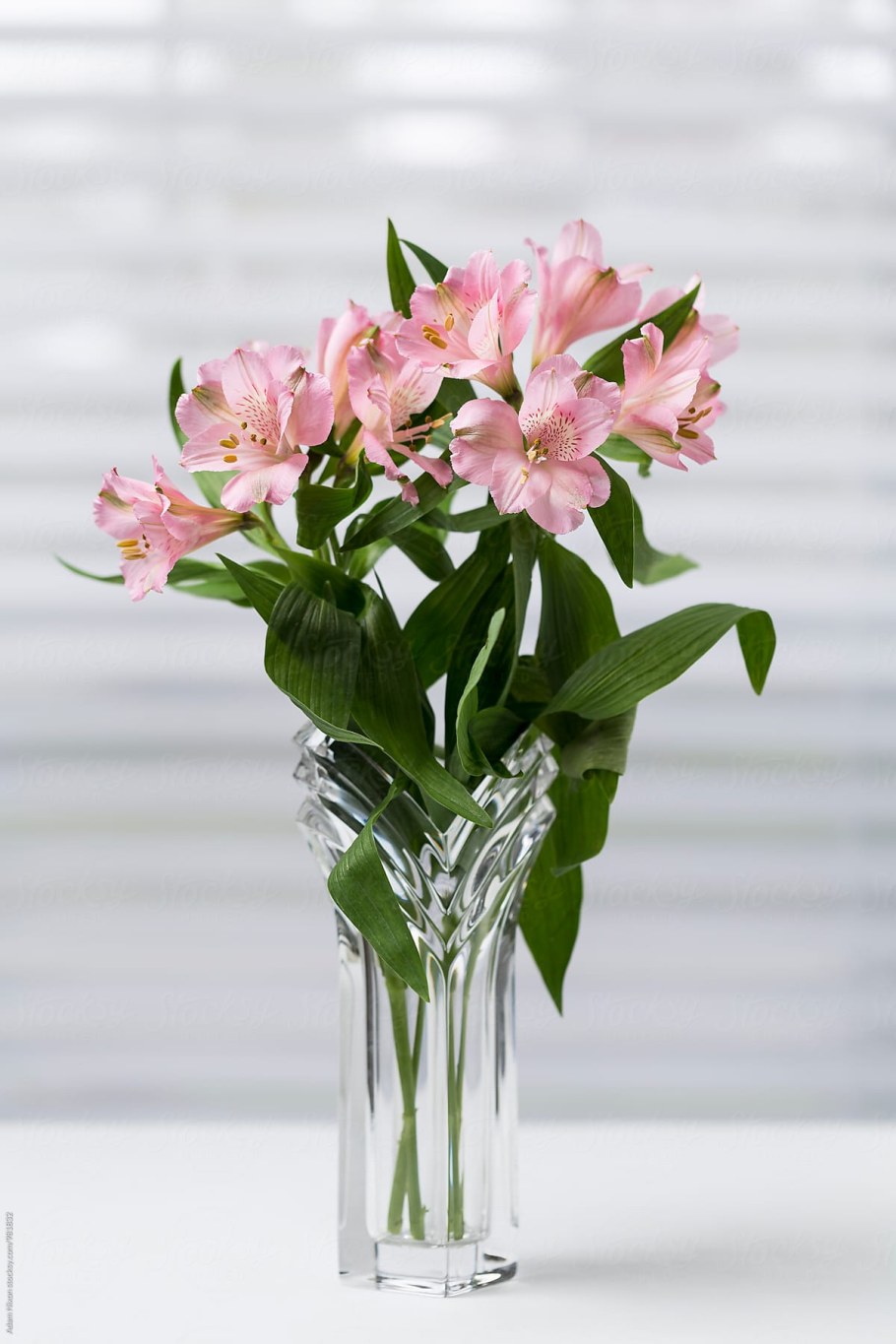 Альстромерия Окинава