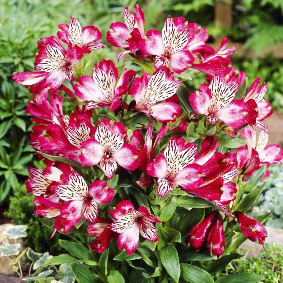 Перуанская Лилия альстромерия