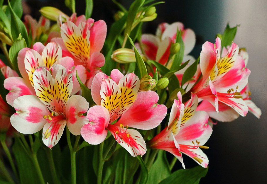 Альстромерия Элеганс