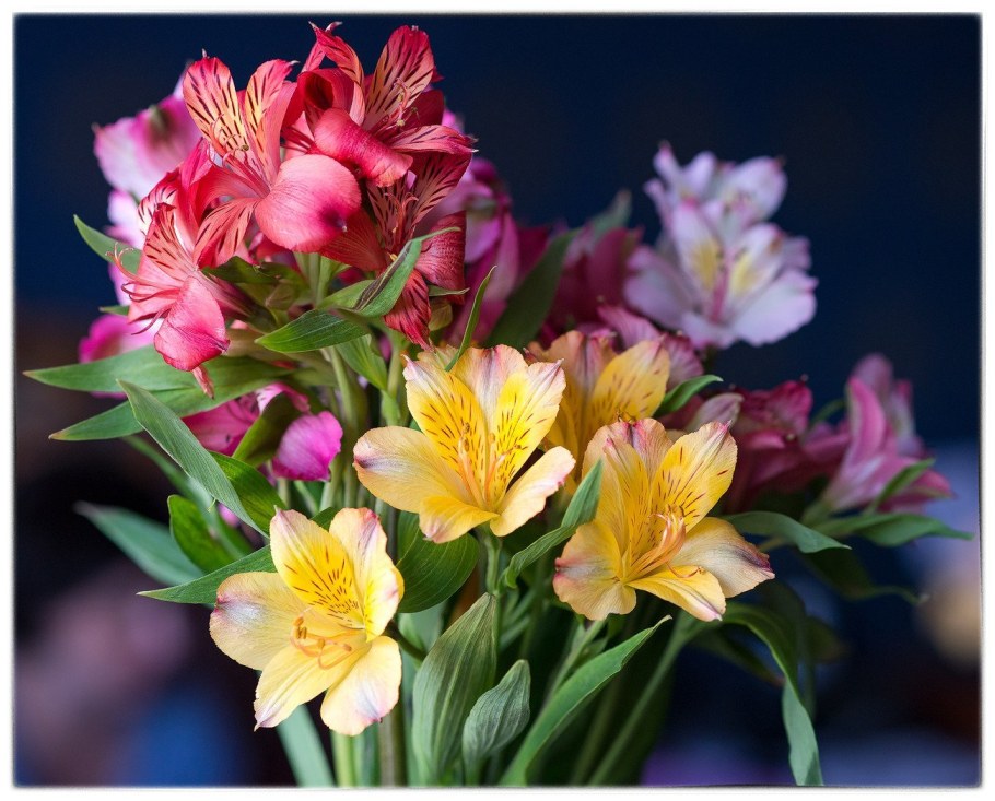 Альстромерия Фунза