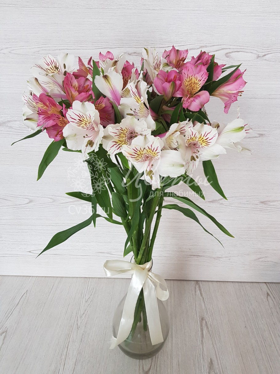 Альстромерия Элеганс