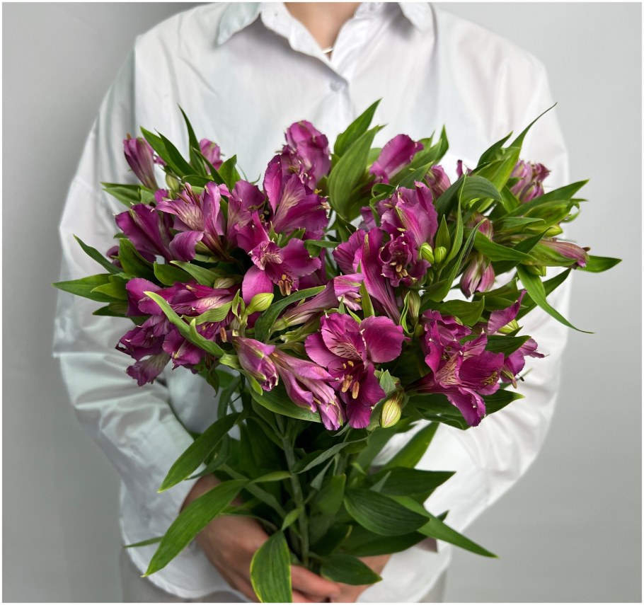 Альстромерия Марс