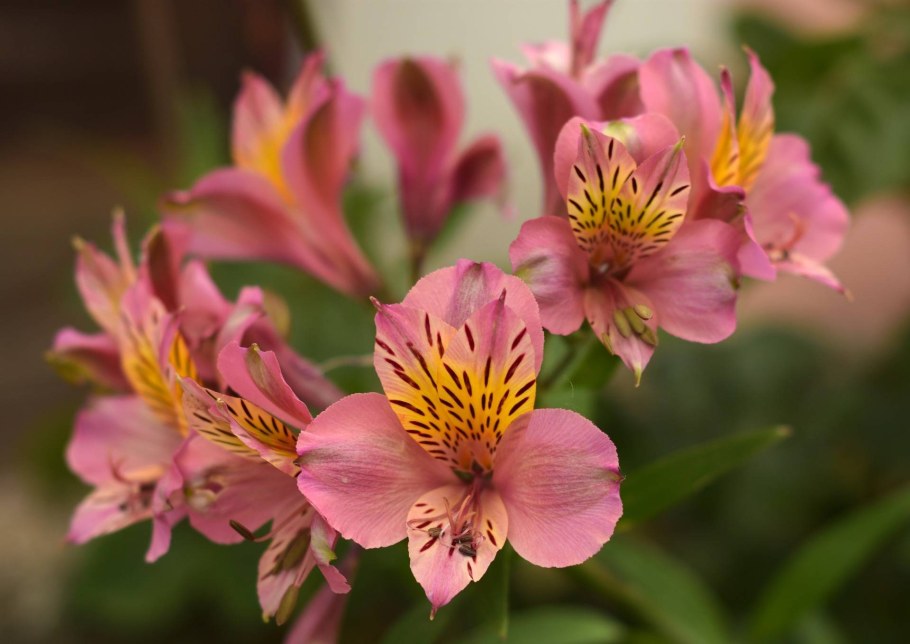 Альстромерия (Alstroemeria)