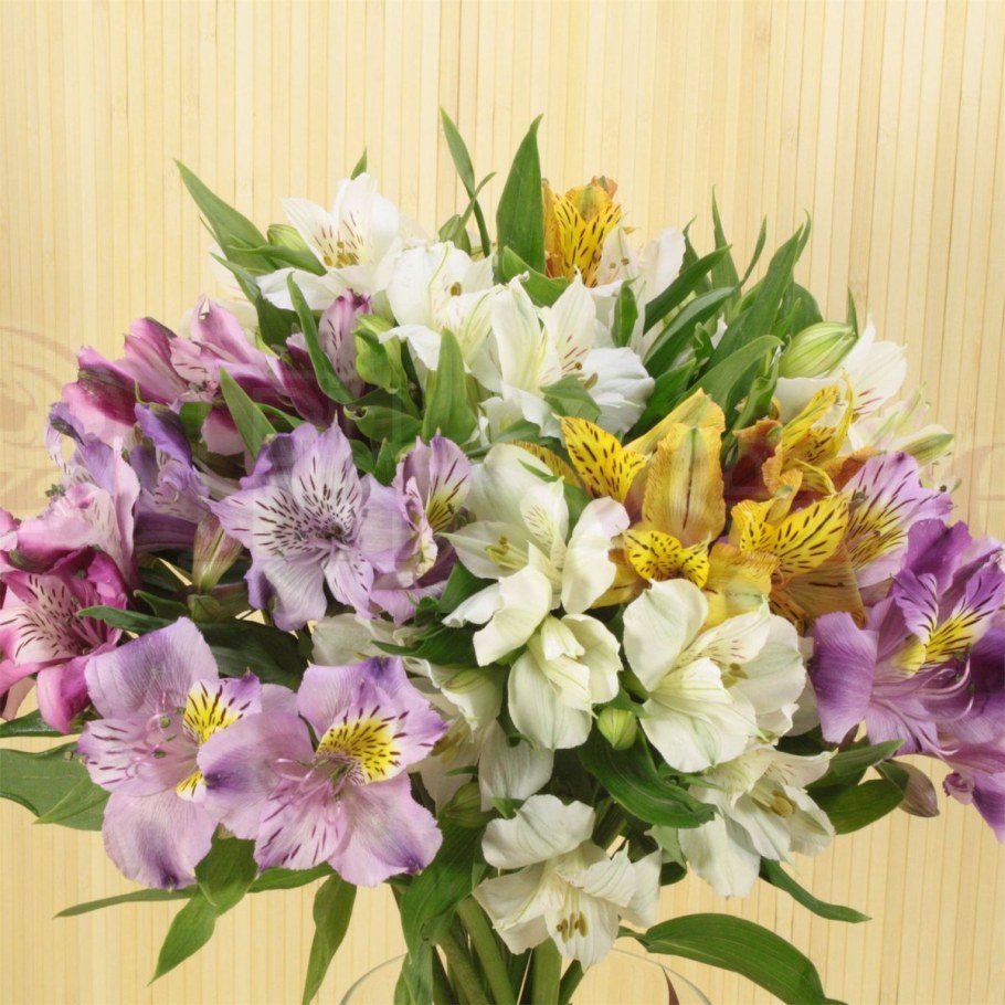 Альстрёмерия gl03289