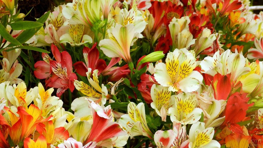 Альстромерия Венус