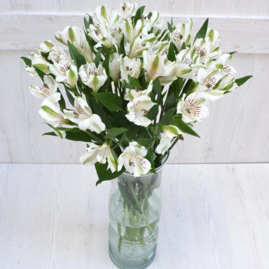 Альстрёмерия бледная