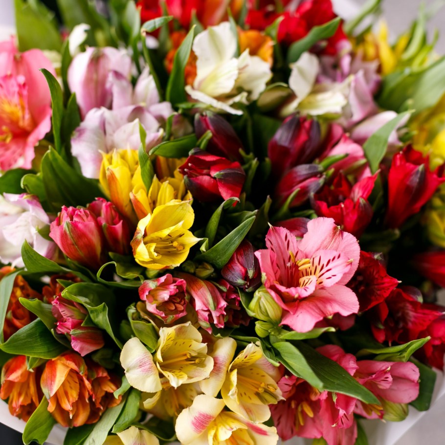 Альстромерия Еллоу