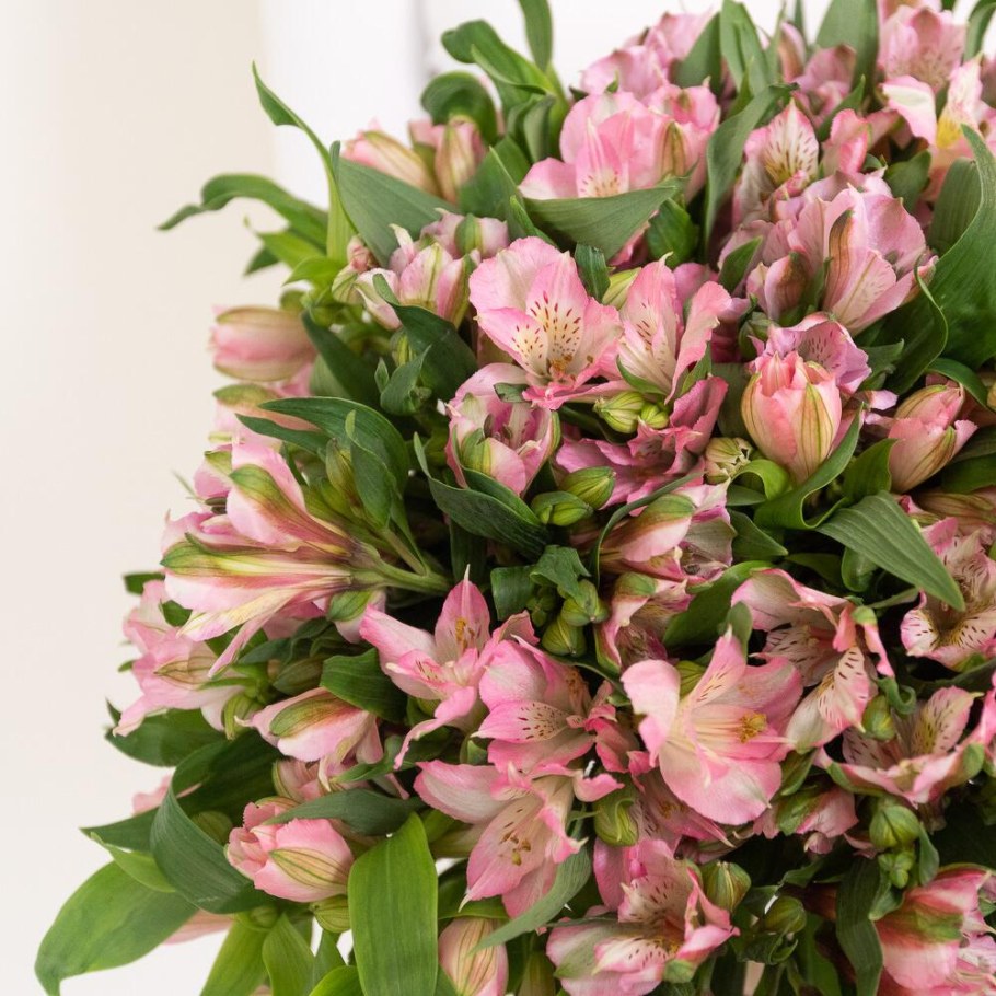 Альстромерия (Alstroemeria)