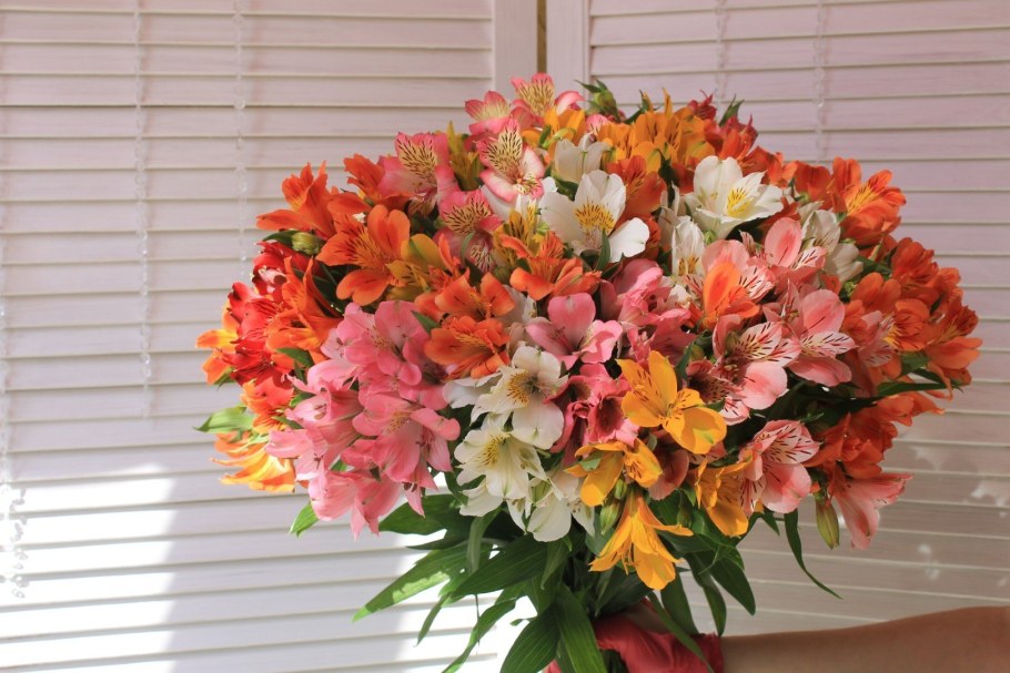 Альстромерия Венус