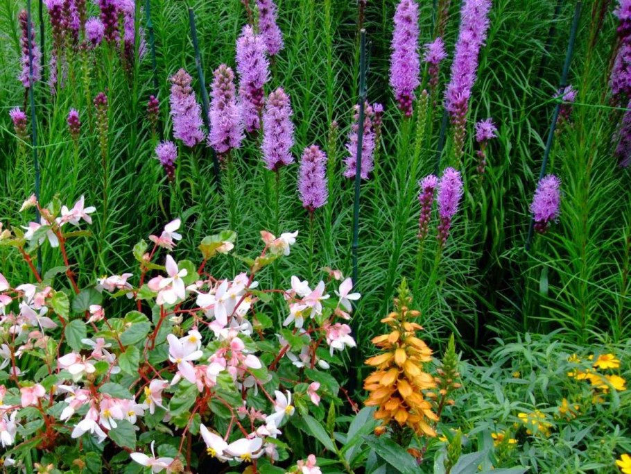 Лиатрис spicata