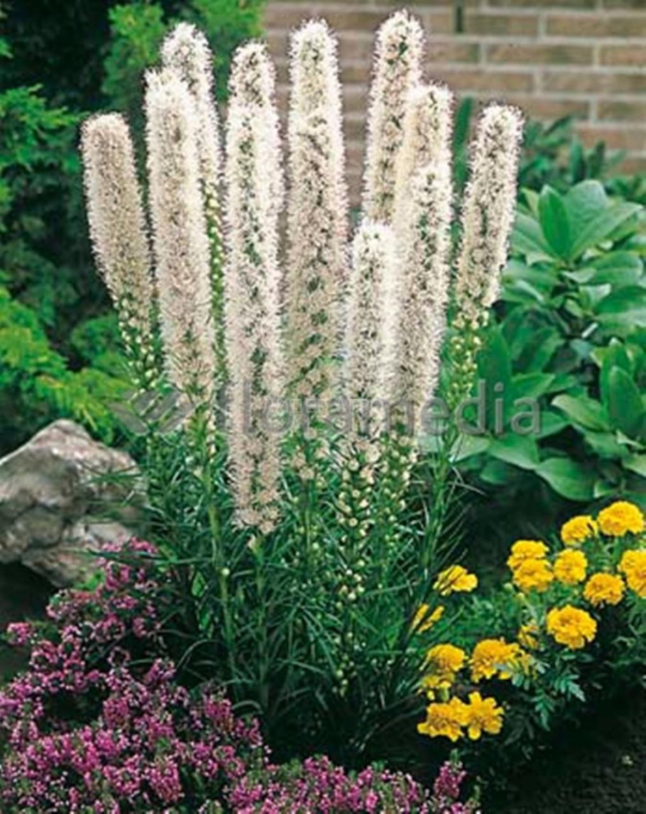 Лиатрис колосковый Флористан