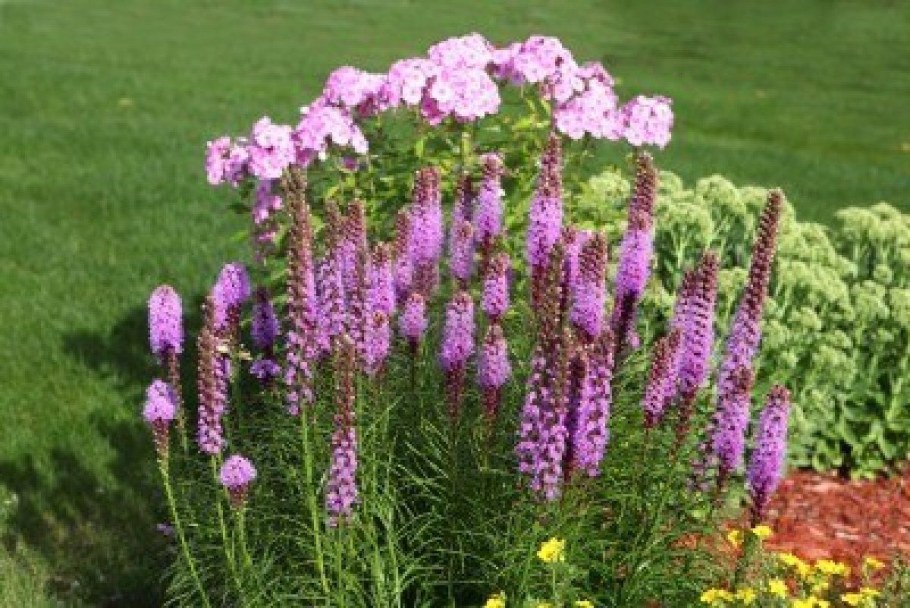 Лиатрис колосковый