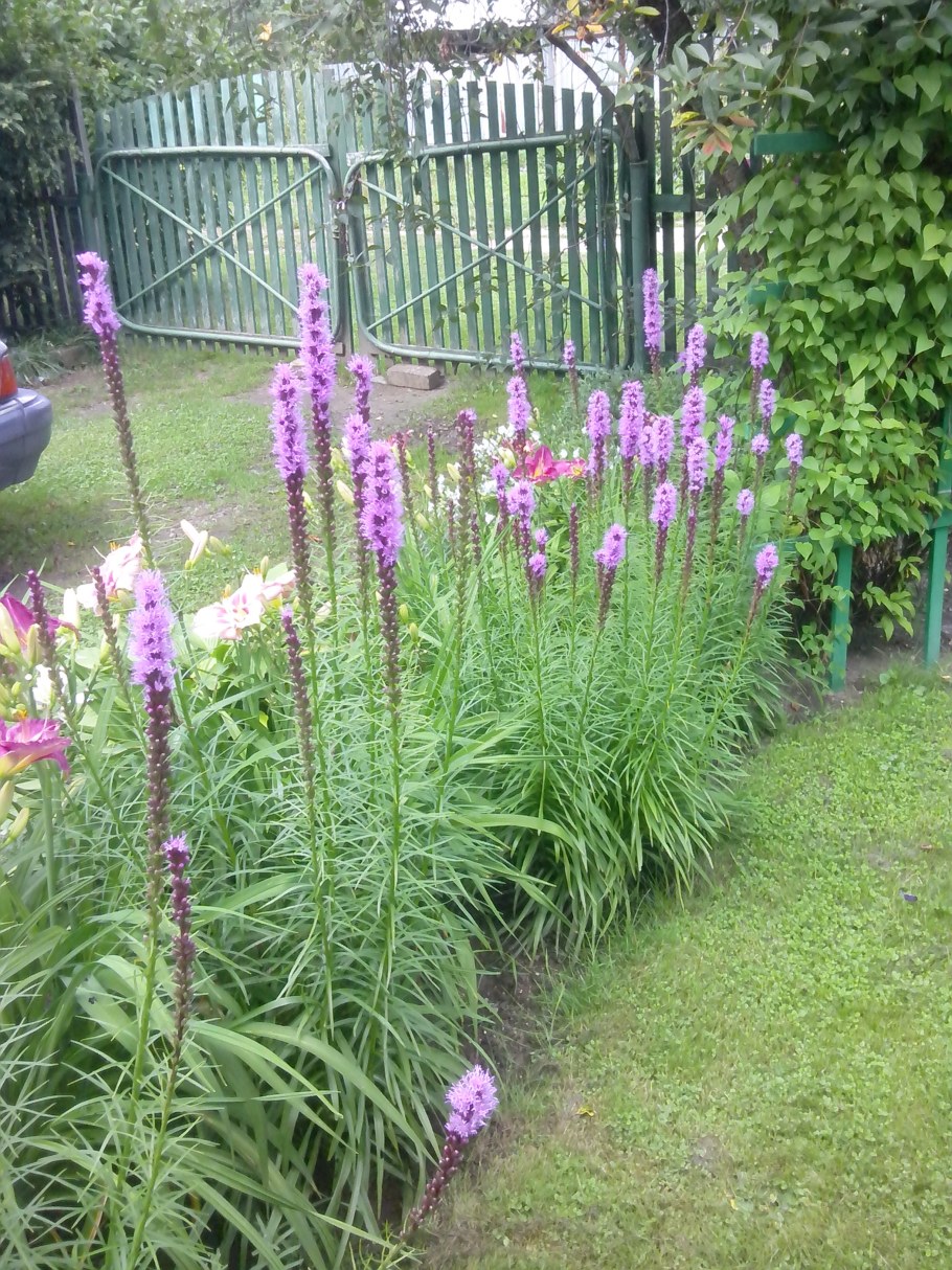 Лиатрис колосковый многолетний