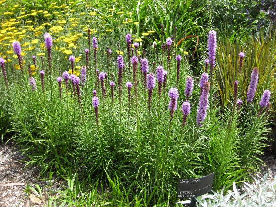 Лиатрис кобальт