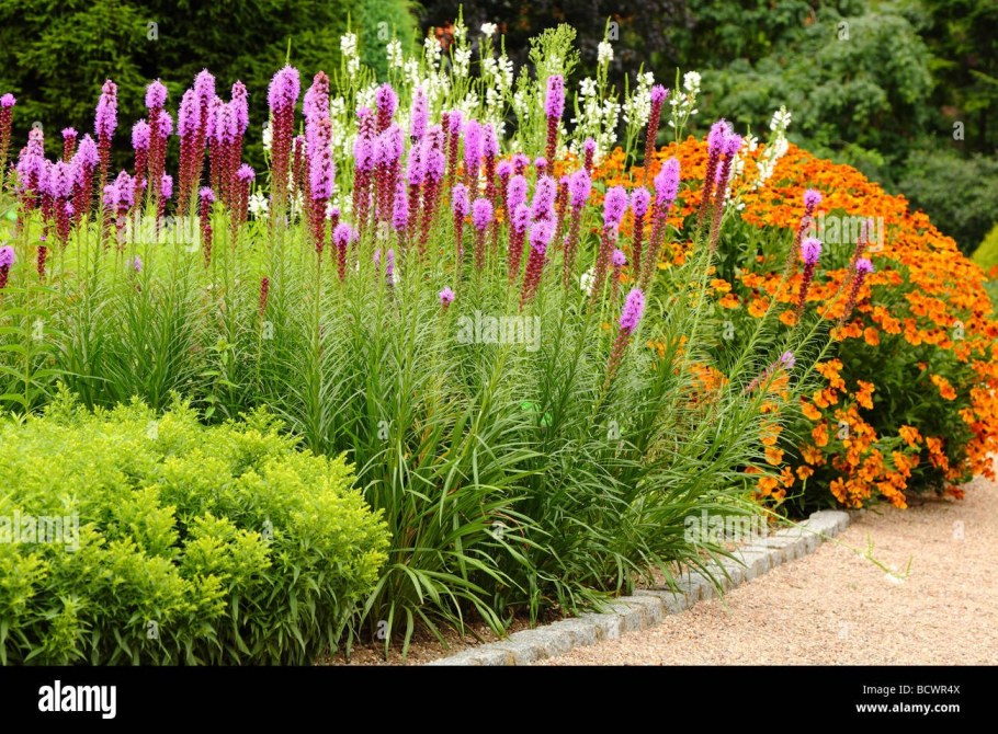 Лиатрис горящая звезда