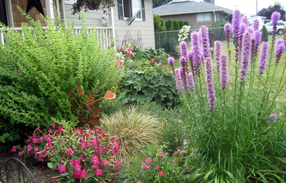 Лиатрис колосистая Блу