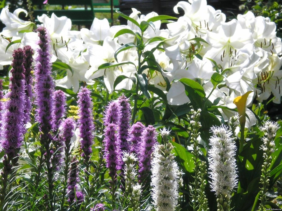 Лиатрис гайфитер