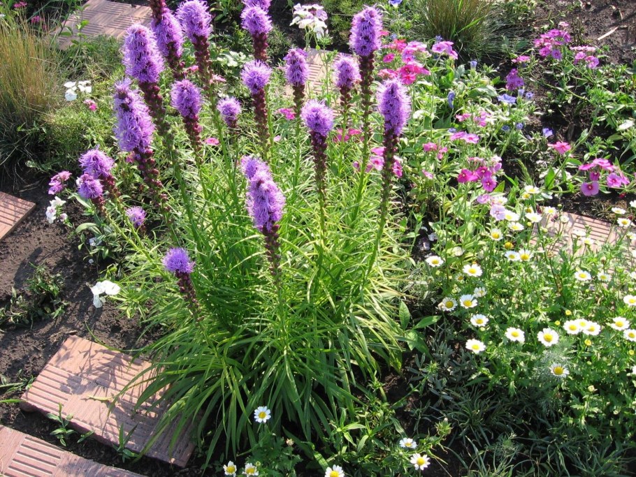 Лиатрис кобальт