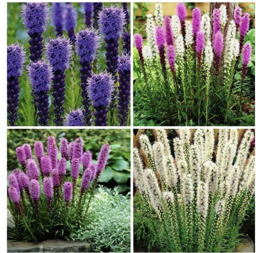 Цветы многолетники лиотрос