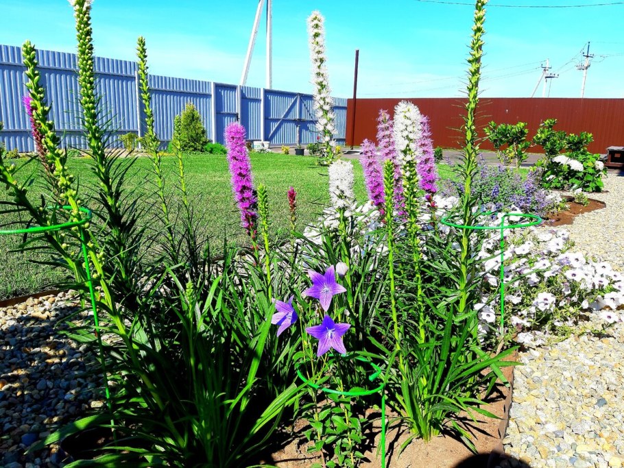 Лиатрис колосковый Флористан Виолетт