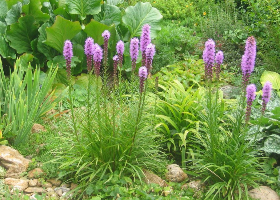 Лиатрис Флористан