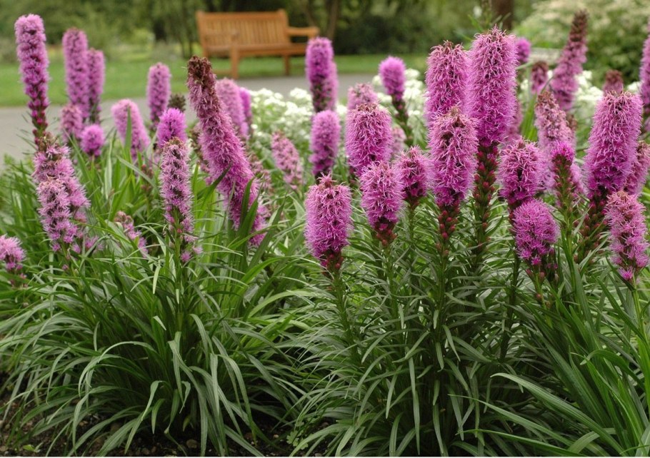 Лиатрис Пикадор