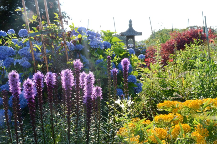 Лиатрис миксбордер