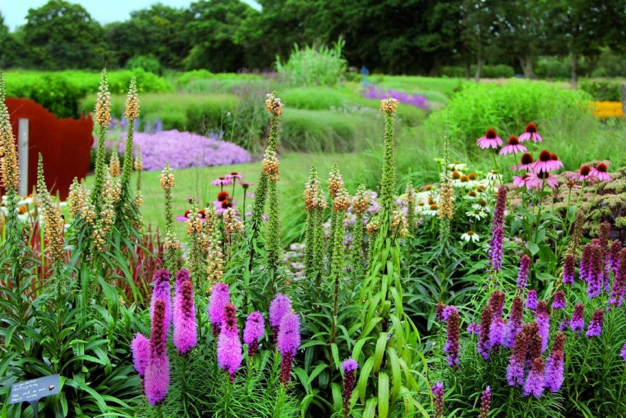 Дербенник иволистный Lady Sackville