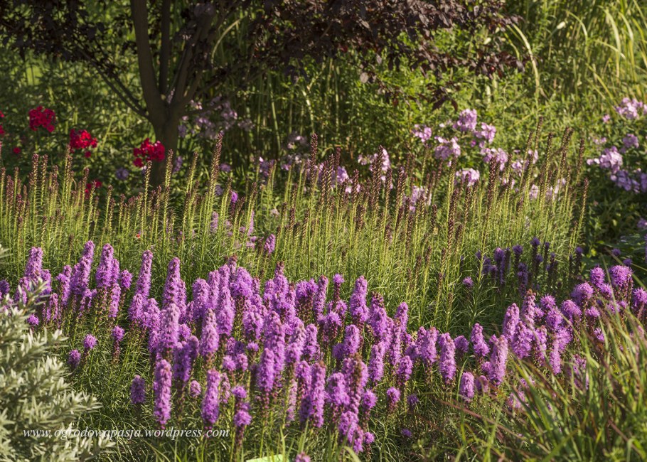 Цветы Лиатрис Альба