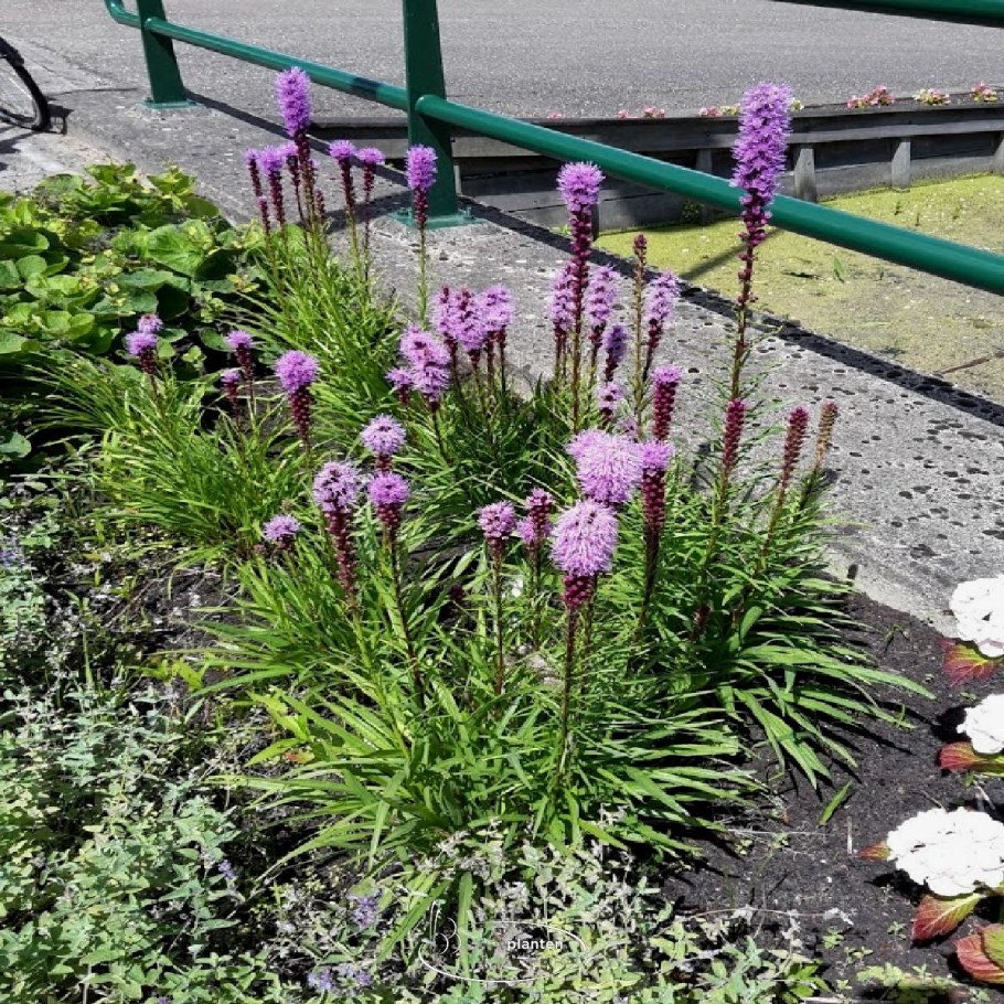 Лиатрис на клумбе