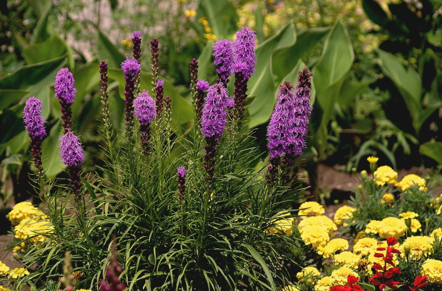 Лиатрис колосковый (Liatris spicata `Kobold`)